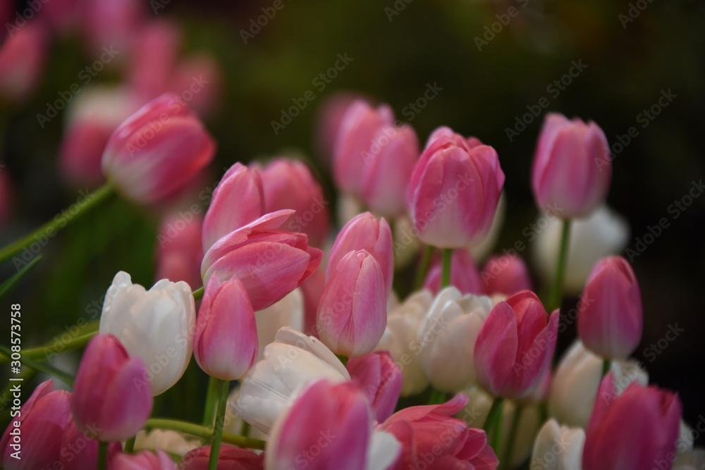 Fototapeta premium Beautiful flowers in the garden Blooming in the summer.Landscaped Formal Garden 