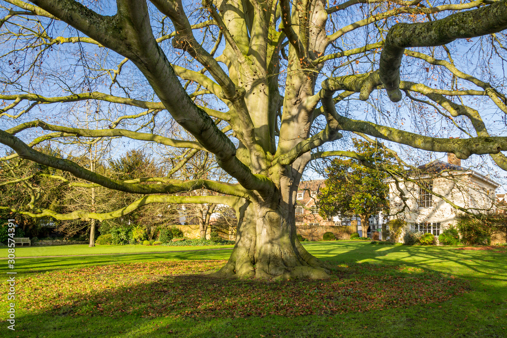 Tree growing in Tewkesbury Abbey grounds Gloucestershire England
