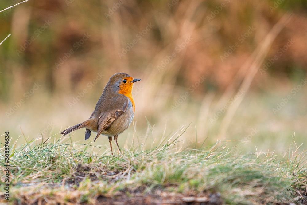 Fototapeta premium A robin walking through the grass on Mount Jaizkibel near Fuenterrabia. Basque Country