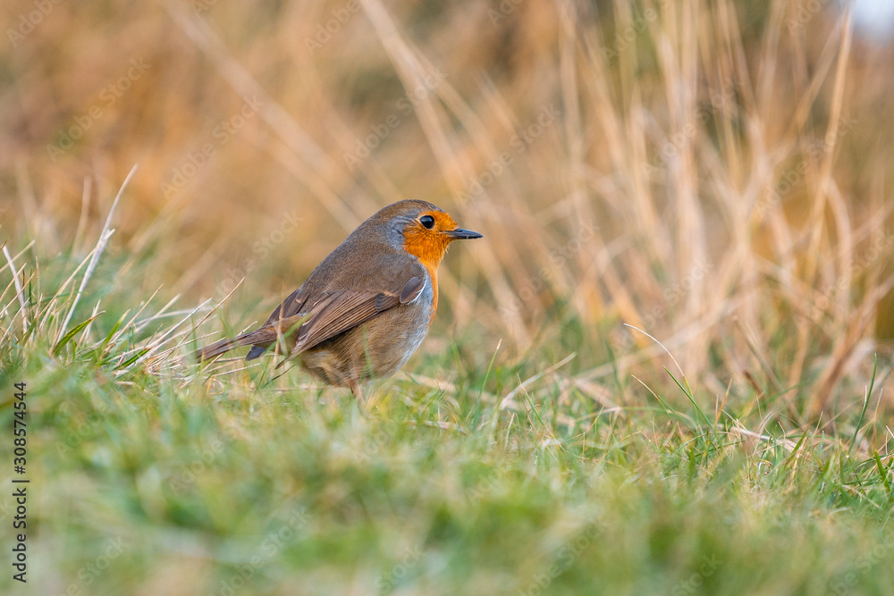 A small robin bird walking through the grass on Mount Jaizkibel near Fuenterrabia. Basque Country A small robin bird walking through the grass on Mount Jaizkibel near Fuenterrabia. Basque Country