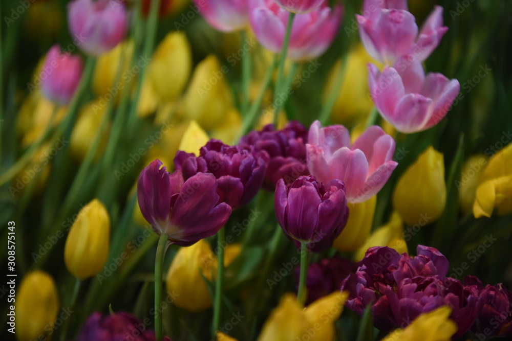 Closeup of beautiful tulips. Spring flowers blossom background. Fresh plant in garden. Closeup of beautiful tulips. Spring flowers blossom background. Fresh plant in garden.