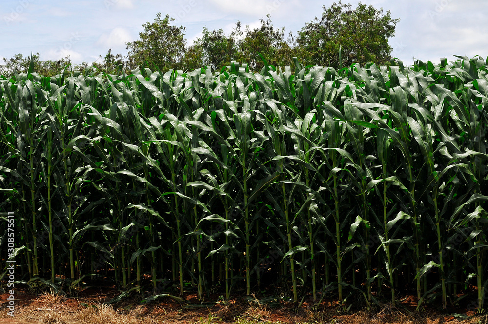 Fototapeta premium cornfield