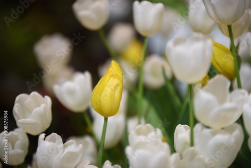 Closeup of beautiful tulips. Spring flowers blossom background. Fresh plant in garden.