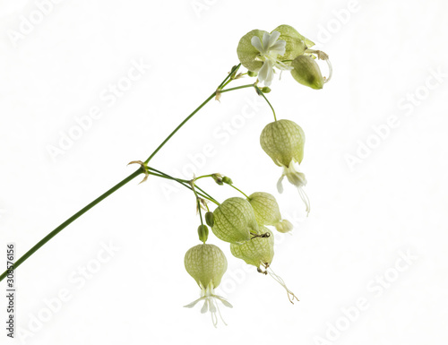 fiori isolati di silene vulgaris su sfondo neutro