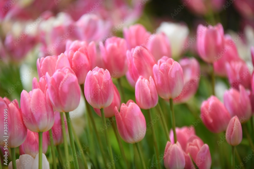 Fototapeta premium Tulips in the garden