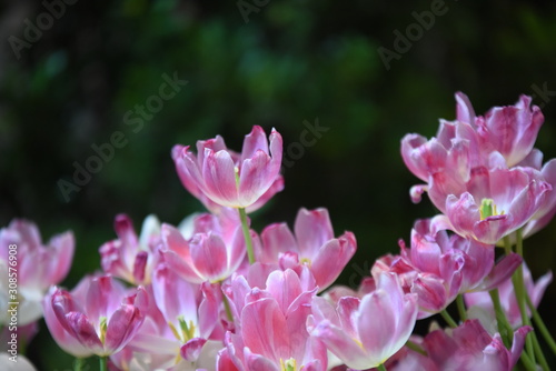 Tulips in the garden