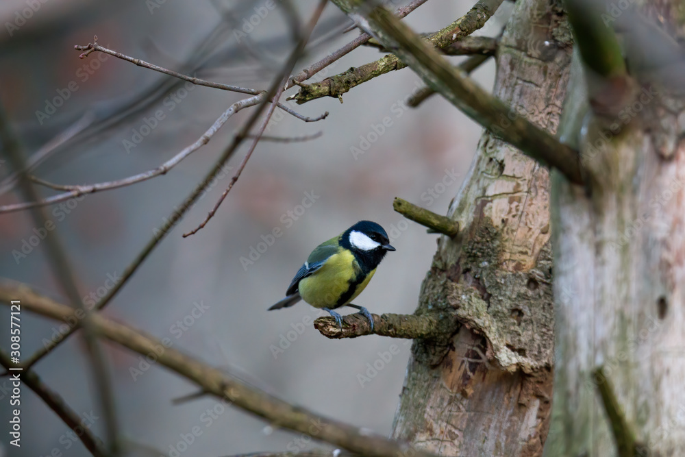great tit on a branch great tit on a branch