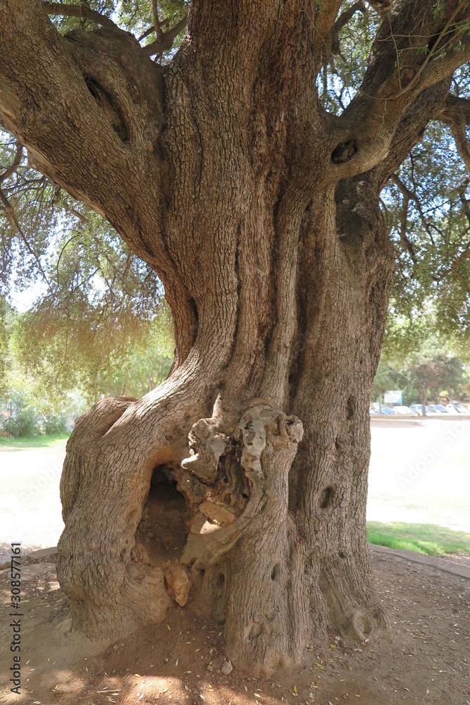 Tausendjähriger Olivenbaum in Santa Maria Naverese, Sardinien