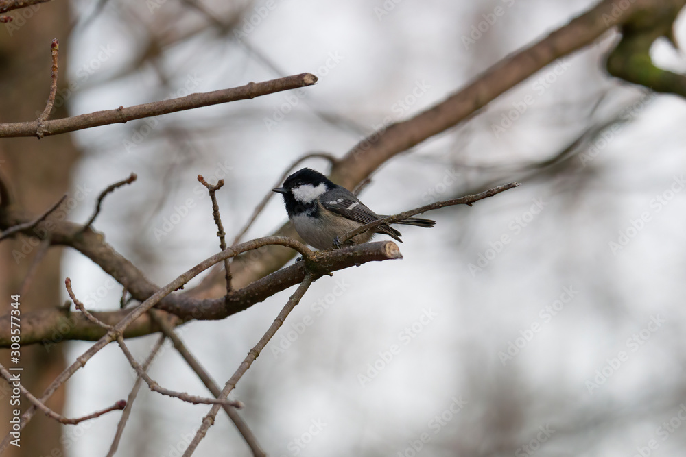 great tit on a branch great tit on a branch