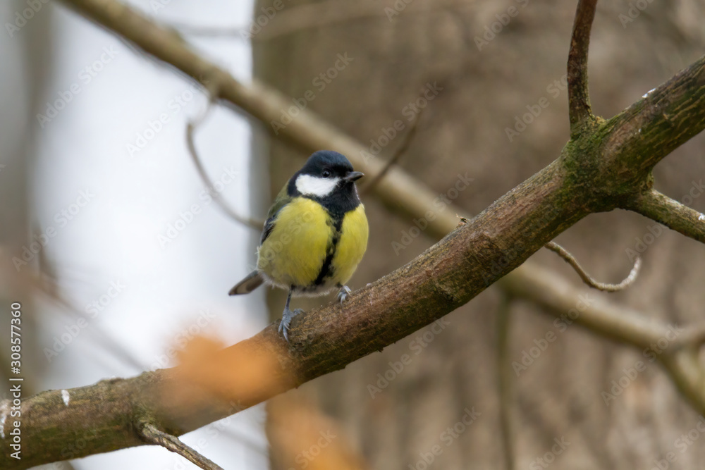 great tit on a branch