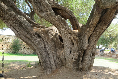 Tausendjähriger Olivenbaum in Santa Maria Naverese, Sardinien