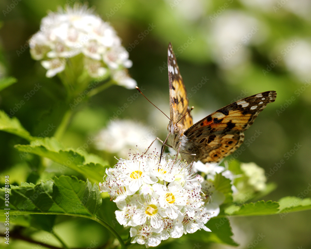 Fototapeta premium Butterfly (Araschnia levana) on plum blossoms flowers, selective focus