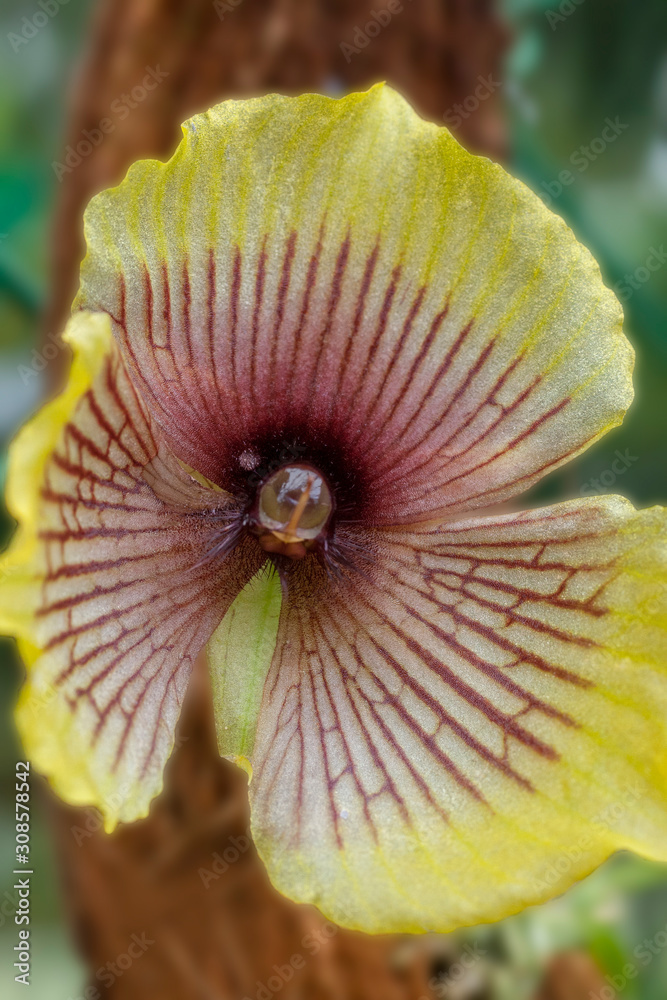Telipogon Orchidee Macro Telipogon Orchidee Macro