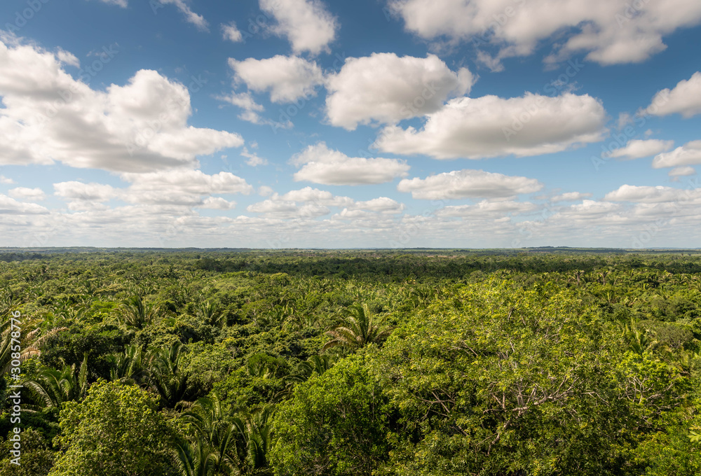A view of the sky and jungle from the top of the High Temple at Lamanai Archaeological site.