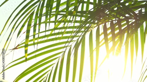 Through palm leaves the sun shines. 
