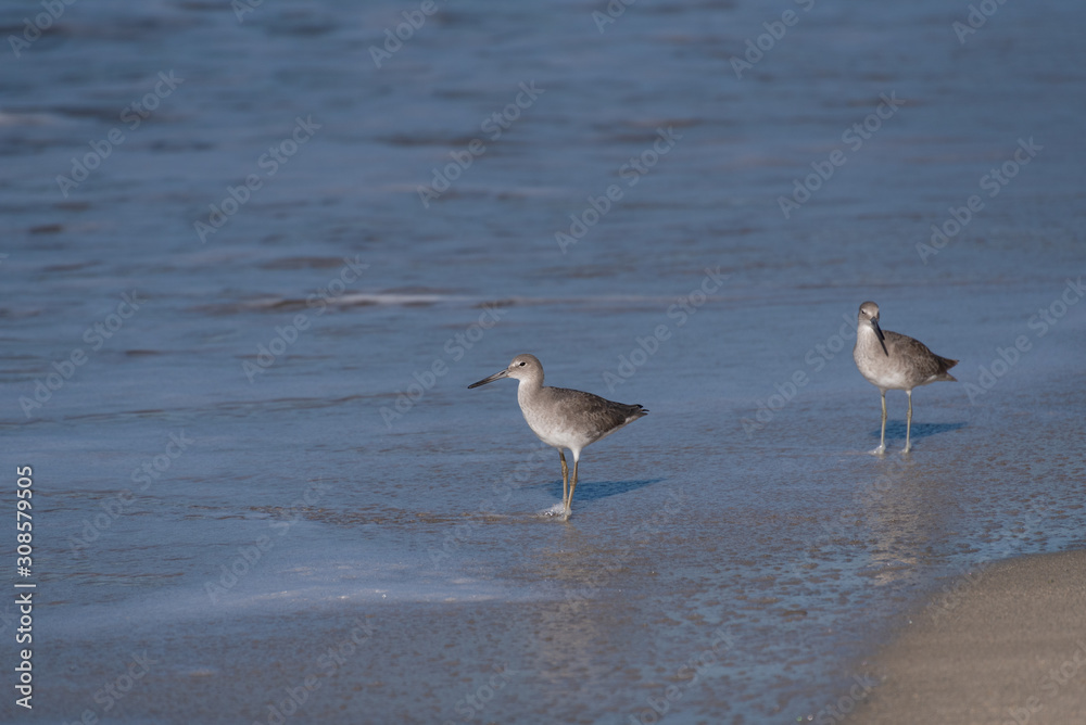 Two Common Sandpipers wading in the sea.