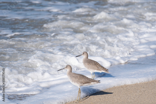 Two Common Sandpipers wading in the sea. © Rob Thorley
