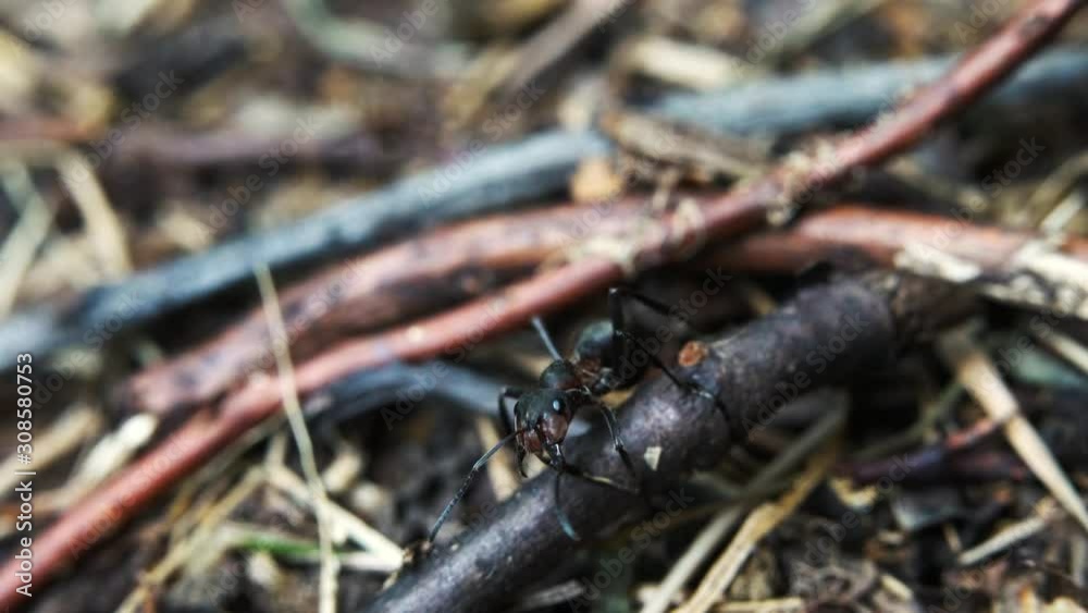 Ant controlling entrance in anthill - (4K) Ant controlling entrance in anthill - (4K)