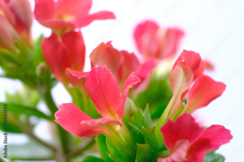 red kalanchoe flower