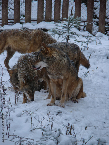 Wolves Playing and running In Snow, winter time © Bote