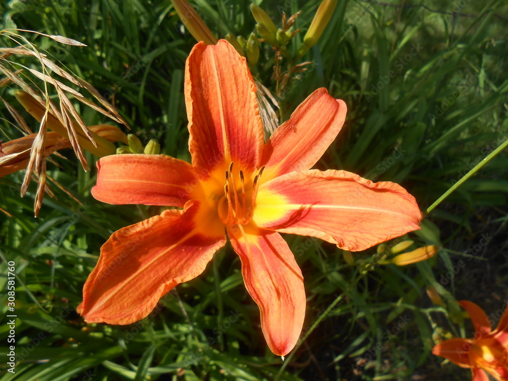 Orange lily Orange lily