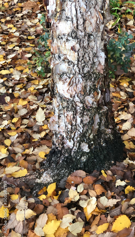 Fall 2019, Rain-Soaked Autumn Leaves Surrounding A Tree, Central Valley, California, In December Fall 2019, Rain-Soaked Autumn Leaves Surrounding A Tree, Central Valley, California, In December
