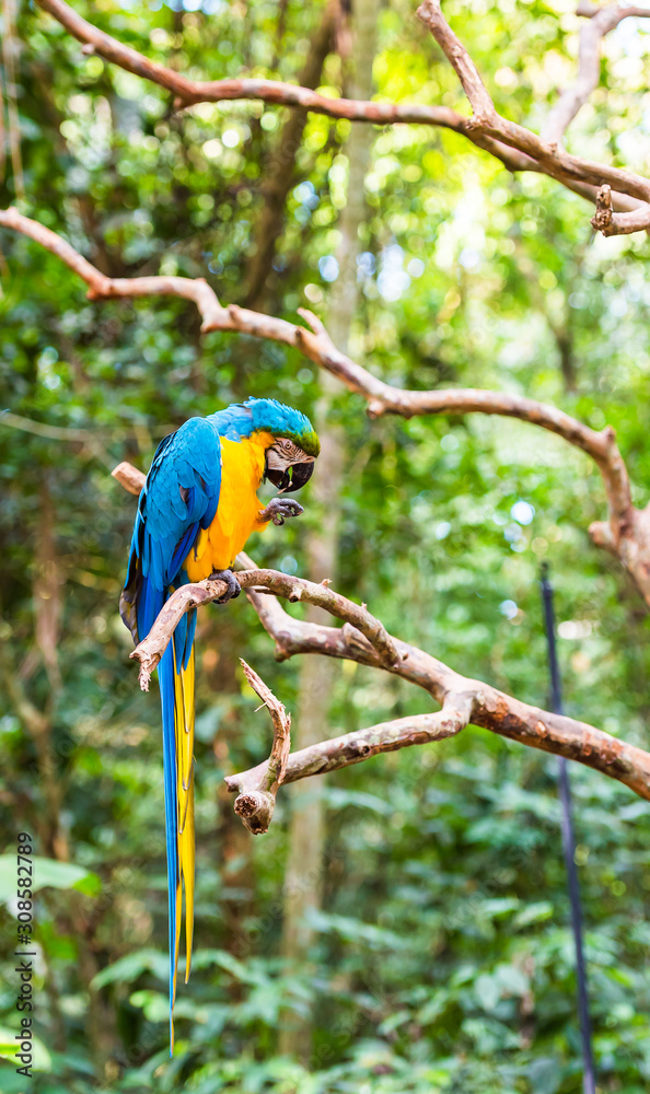 Obraz premium Blue yellow parrot-ara, Brasil Foz do Iguazu. With selective focus. Vertical