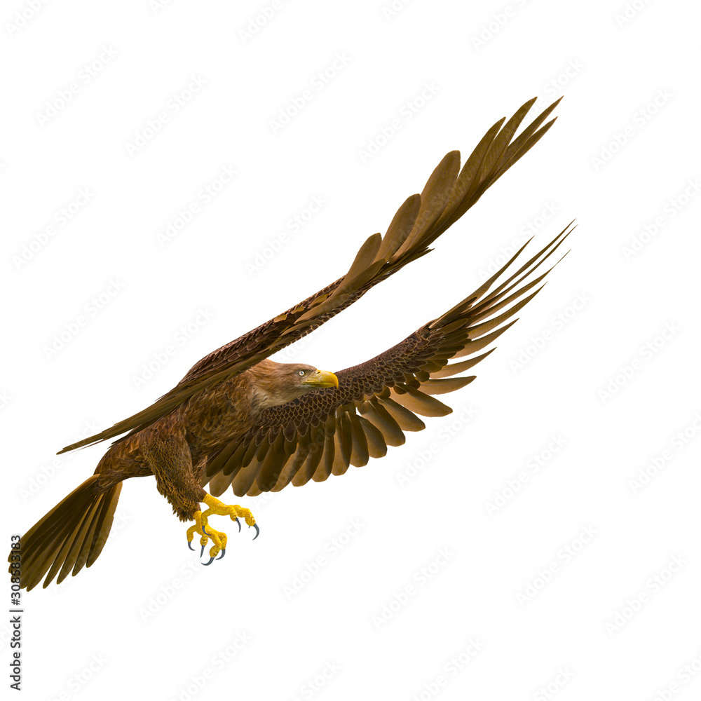 Obraz premium deepsea eagle landing on white background side view