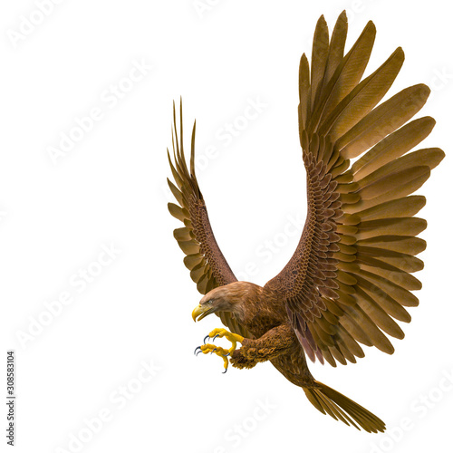 deepsea eagle hunting on white background side view
