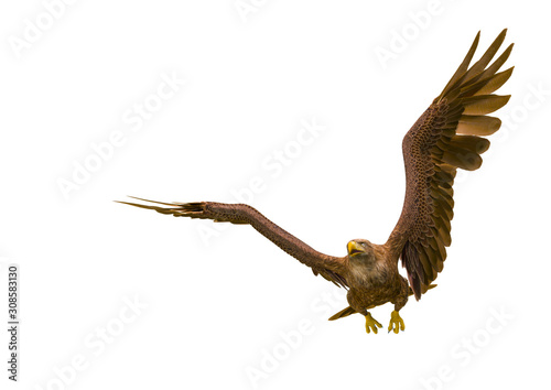 deepsea eagle hunting on white background with space copy