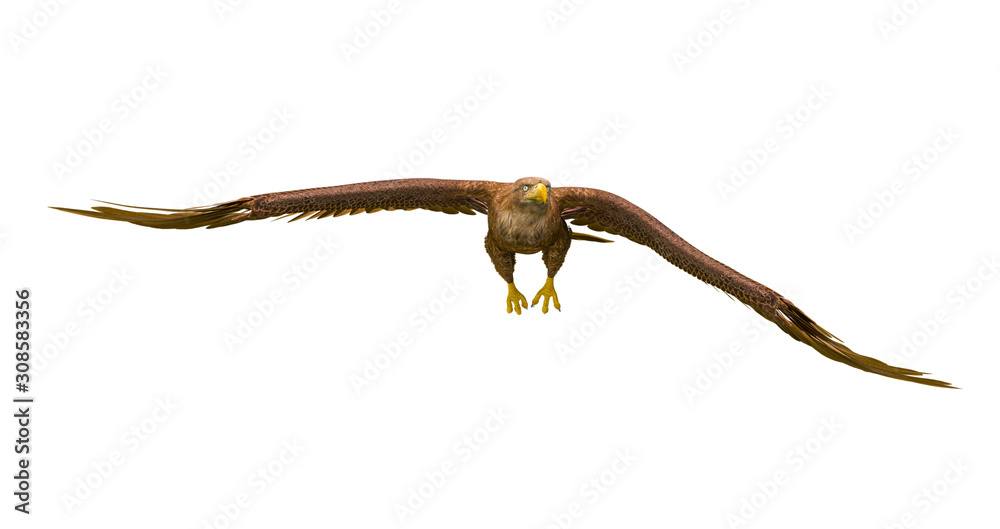 deepsea eagle on white background deepsea eagle on white background
