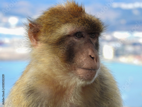 Young Barbary Macaque in Profile