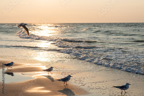 Fototapeta Naklejka Na Ścianę i Meble -  Sunset on the baltic sea with seagulls. Summer time. Golden hour