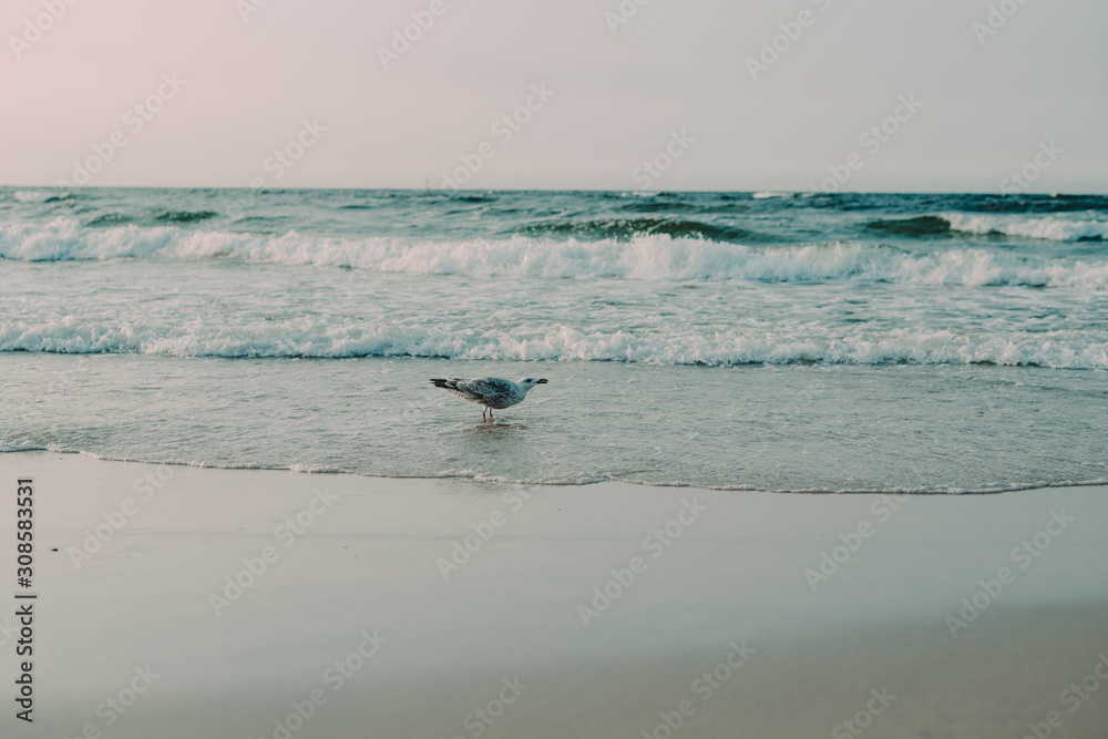 Sunset on the baltic sea with seagulls. Summer time. Golden hour Sunset on the baltic sea with seagulls. Summer time. Golden hour