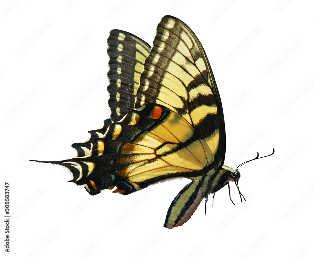 eastern tiger swallowtail isolated - obrazy, fototapety, plakaty 