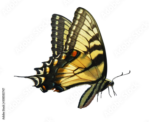 eastern tiger swallowtail isolated photo
