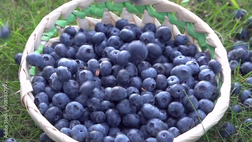 Blueberry. Ripe blueberries are poured into the basket.