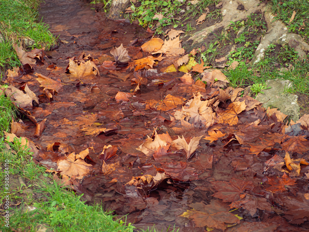 Obraz premium Orange maple leaves in a stream in late autumn