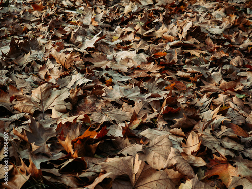 Field full of fallen maple leaves in autumn