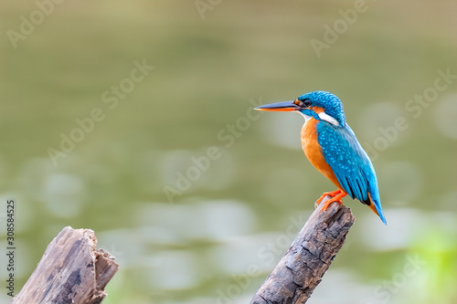  Common Kingfisher (Alcedo atthis), Udawalawe National Park, Sri Lanka