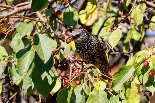 Common starling sturnus vulgaris eating berries on tree in garden. Cute spotted beautiful songbird in wildlife.
