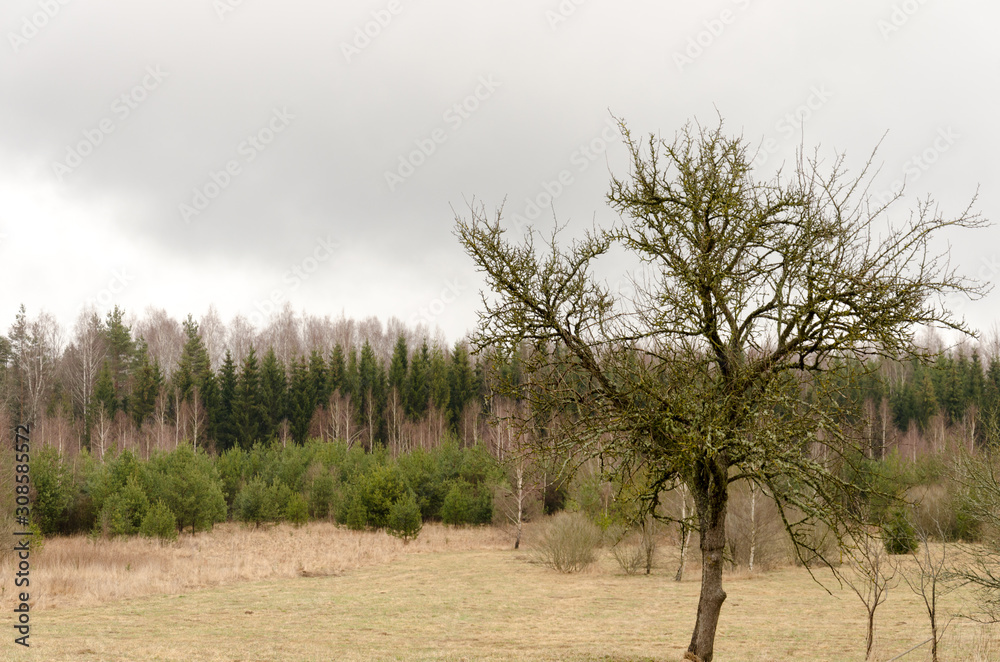 Fototapeta premium Lone tree in the field before forrest