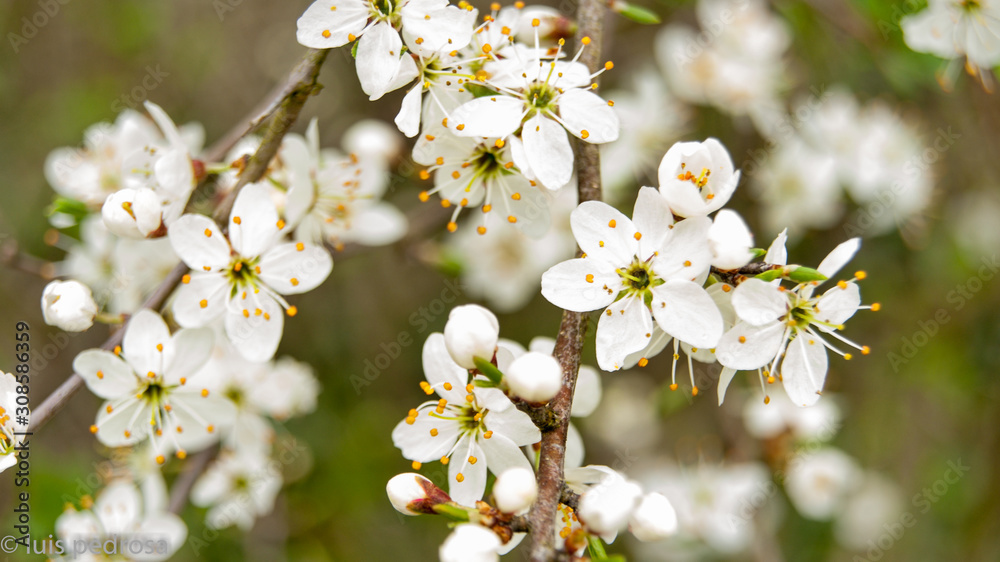 Obraz premium Inicio da primavera