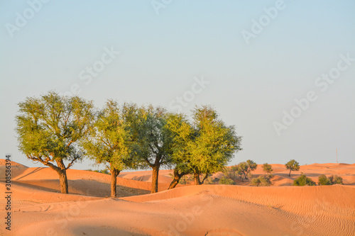 Arabian desert tree  Prosopis Cineraria  on the red sand dunes of Dubai  United Arab Emirates