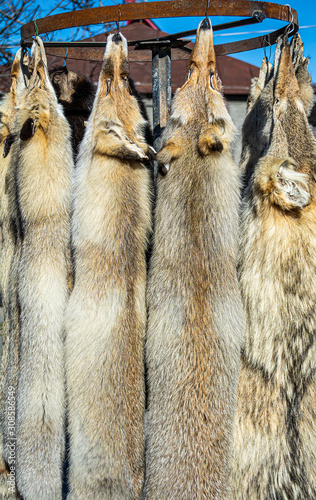 Fox fur, from Garni, Armenia