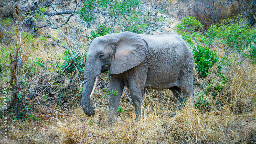 Obraz premium elephant in kruger national park, mpumalanga, south africa 5