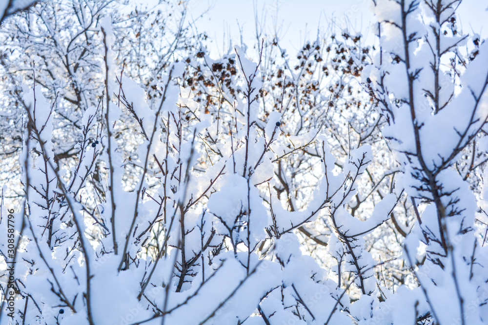 Tree branches covered with snow on blue sky background