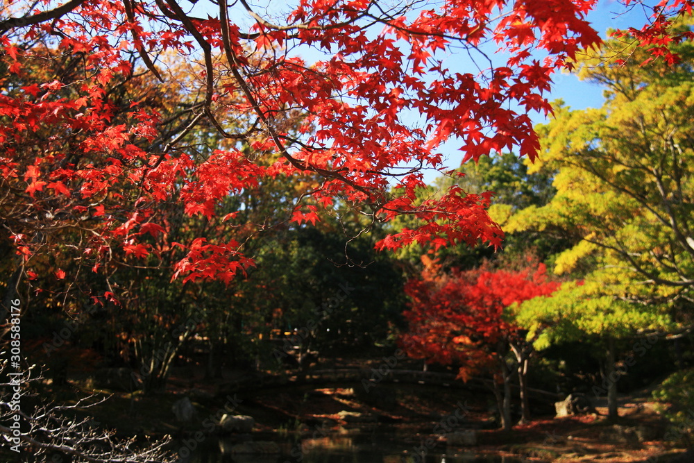Naklejka premium Jesienne liście w Japonii i parku zamkowym Hamamatsu