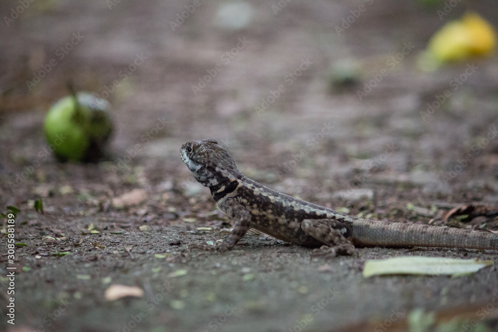 Gecko on the sugar loaf mountain, Rio de Janeiro, Brazil, South America Gecko on the sugar loaf mountain, Rio de Janeiro, Brazil, South America