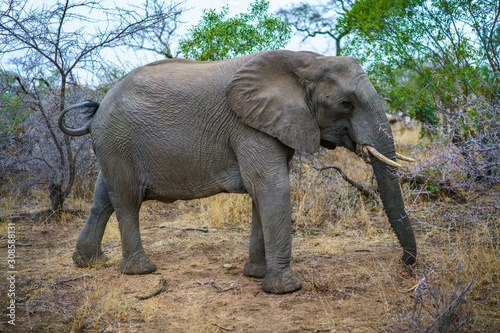 elephant in kruger national park  mpumalanga  south africa 30